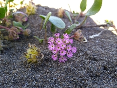 Abronia umbellata breviflora