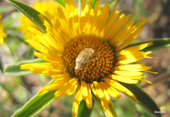 Closterotomus histrio