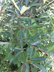 Salix planifolia