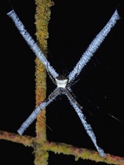 Argiope doleschalli