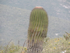 Ferocactus haematacanthus