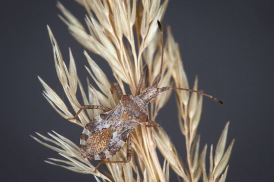 Centrocoris volxemi