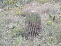 Ferocactus haematacanthus