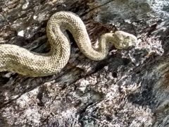 Crotalus mitchellii