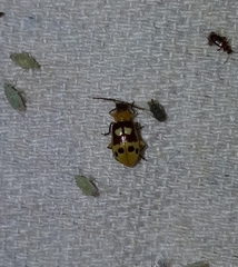 Paranapiacaba connexa