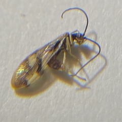 Sisyridae