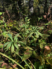 Euphorbia purpurea