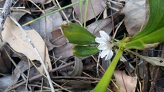 Scaevola repens