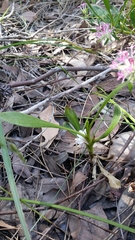Scaevola repens