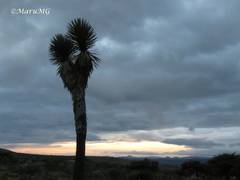 Yucca decipiens