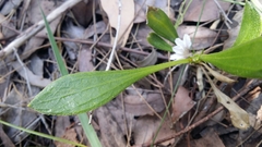 Scaevola repens