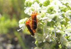 Rhagonycha fulvaliena