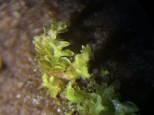 Pointed Earwort (Scapania apiculata)