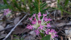 Pimelea rosea