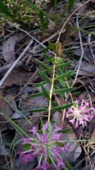 Pimelea rosea