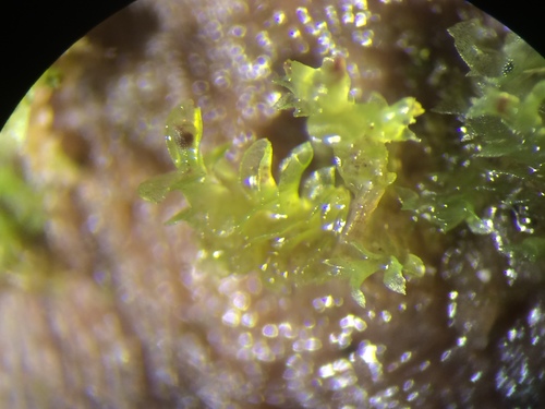 Image of Scapania apiculata by no rights reserved