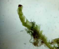 Crossocalyx hellerianus