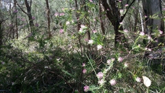 Pimelea rosea