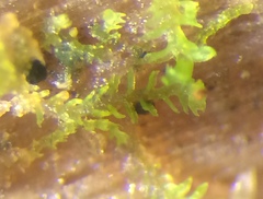 Crossocalyx hellerianus