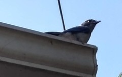 Aphelocoma californica