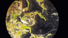 Crossocalyx hellerianus