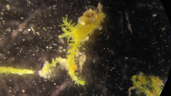 Crossocalyx hellerianus