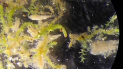 Crossocalyx hellerianus