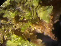 Crossocalyx hellerianus