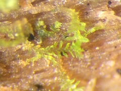 Crossocalyx hellerianus