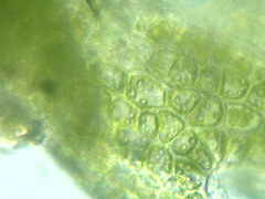 Crossocalyx hellerianus