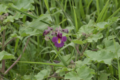 Proboscidea louisianica fragrans