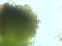 Crossocalyx hellerianus