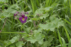 Proboscidea louisianica fragrans