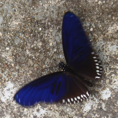 Euploea sylvester harrisii