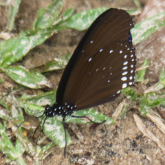 Euploea sylvester harrisii