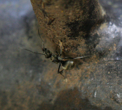 Polyrhachis foreli