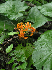Lilium distichum