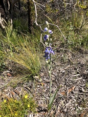 Thelymitra grandiflora