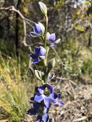 Thelymitra grandiflora