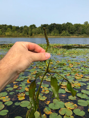 Potamogeton illinoensis