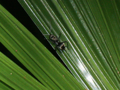 Polyrhachis foreli