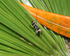 Polyrhachis foreli