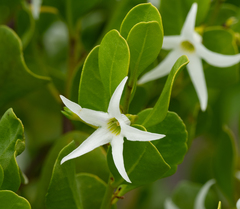 Anthocercis viscosa caudata