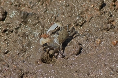 Macrophthalmidae