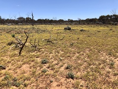 Angianthus tomentosus
