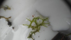 Riccardia chamedryfolia