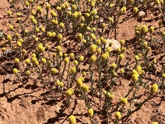 Angianthus tomentosus