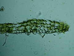 Riccardia chamedryfolia