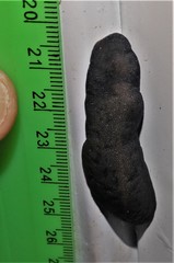 Laevicaulis natalensis natalensis
