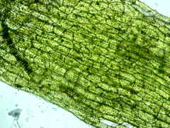 Riccardia chamedryfolia